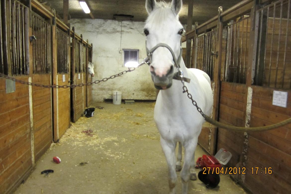 Connemara Columbine<3 - Lidt nysgerig?<3 billede 8