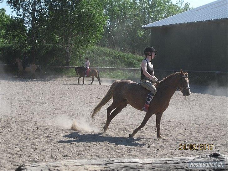 Anden særlig race Mathilde (Rideskolehest) billede 14
