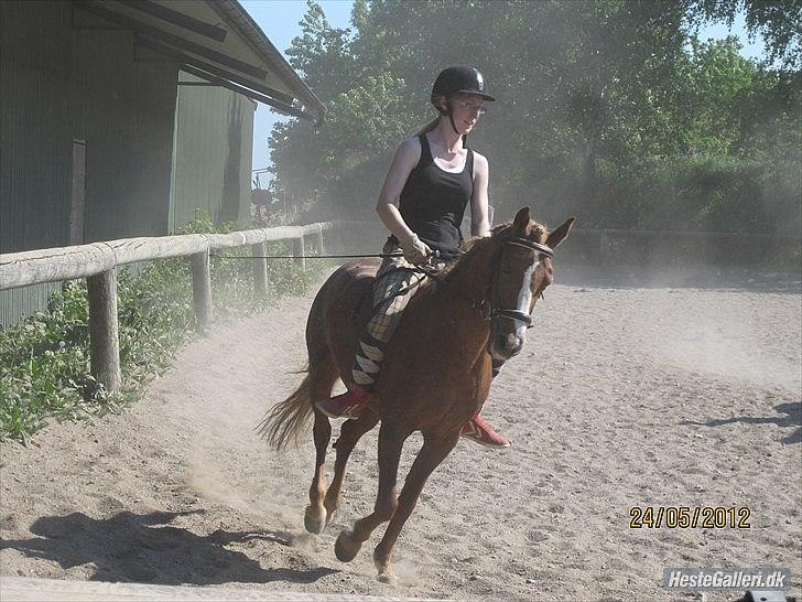 Anden særlig race Mathilde (Rideskolehest) billede 15