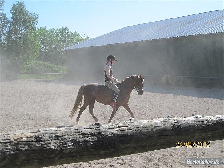 Anden særlig race Mathilde (Rideskolehest) billede 16