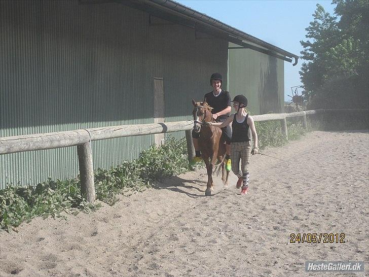 Anden særlig race Mathilde (Rideskolehest) billede 17