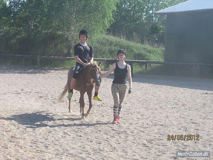 Anden særlig race Mathilde (Rideskolehest) - gustav var rigtig sej og red mathilde lidt. hantravede 5 skidt uden sadel.   billede 7