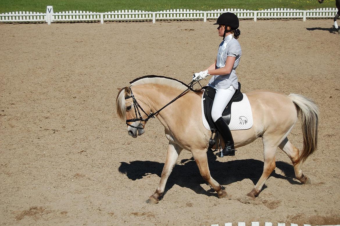Fjordhest Cirkeline Møldrup billede 20