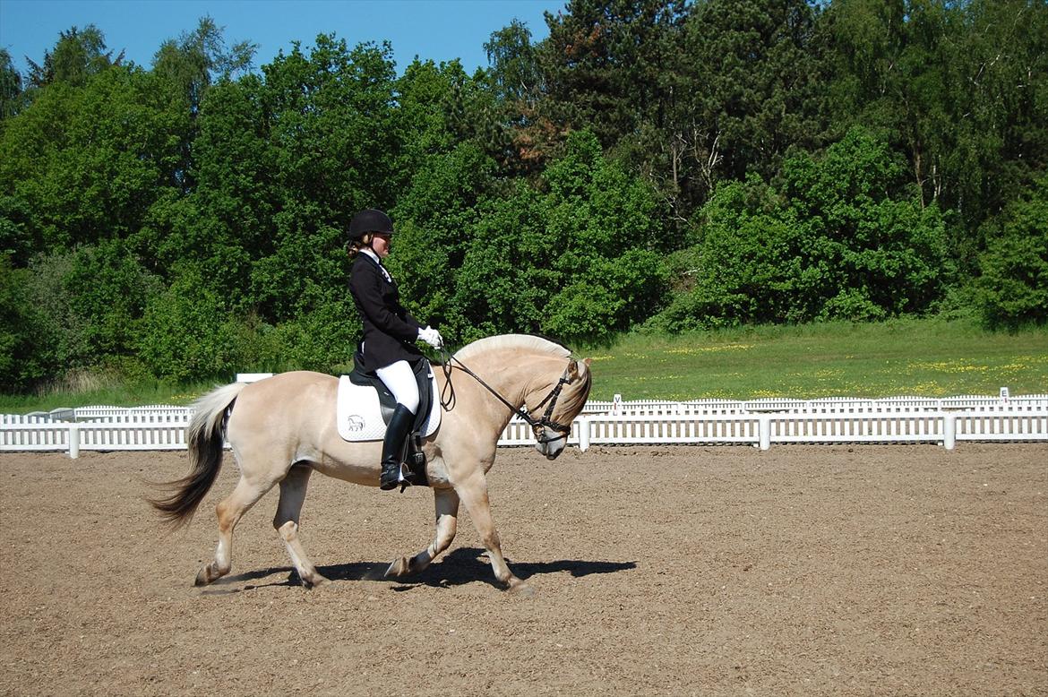Fjordhest Cirkeline Møldrup - Der rides op af midterlinjen billede 3