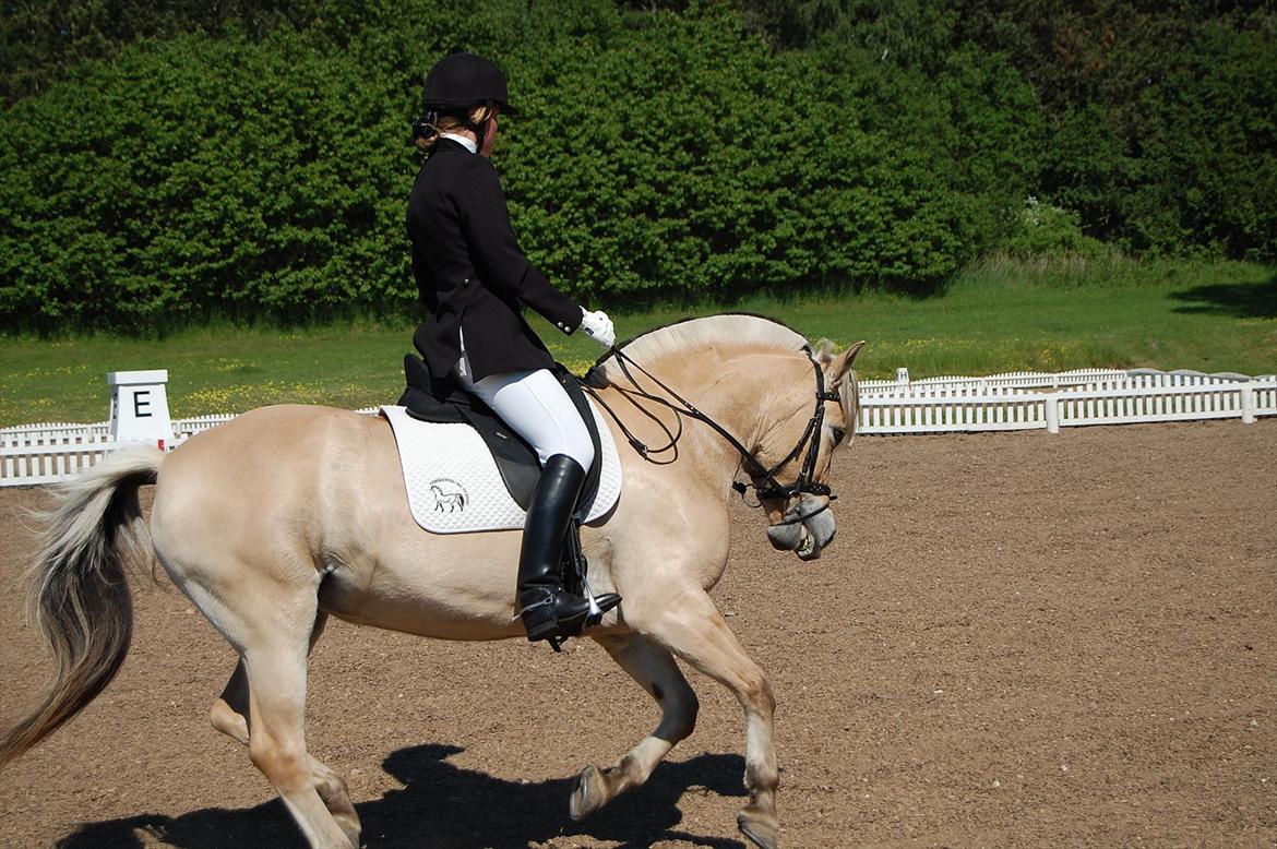 Fjordhest Cirkeline Møldrup billede 14