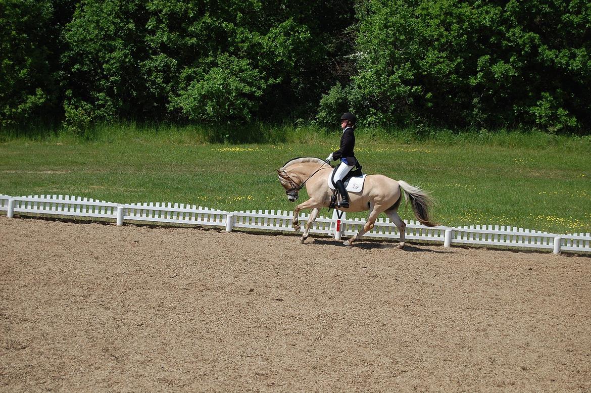 Fjordhest Cirkeline Møldrup billede 15