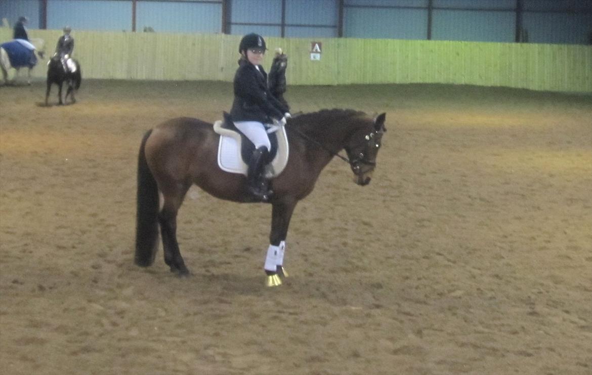 Anden særlig race Cher - Cher i en fin parade. billede 8