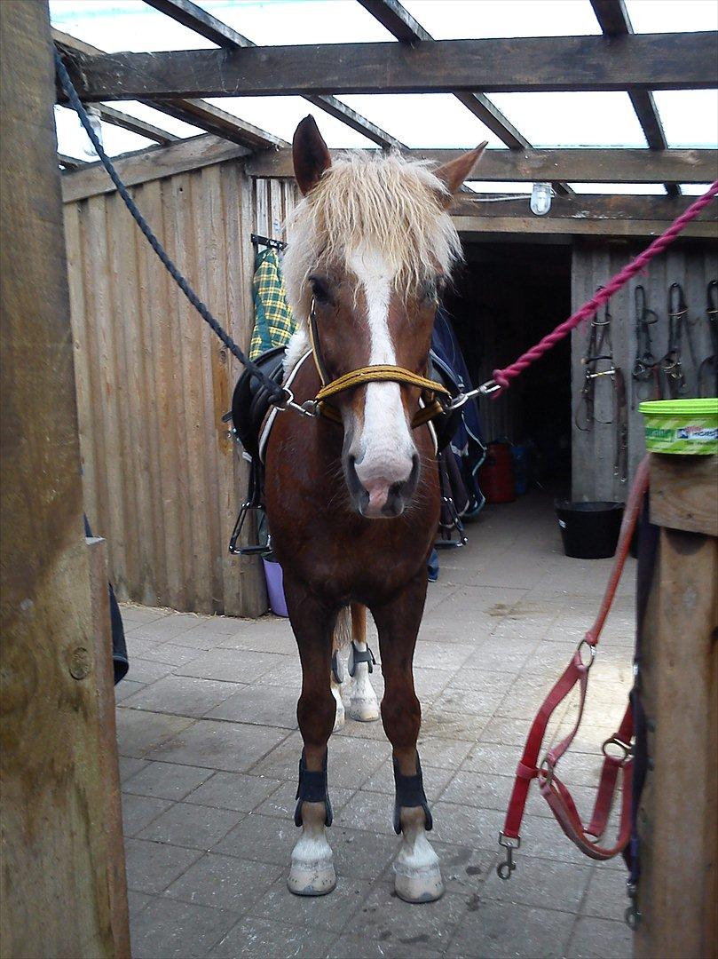 New Forest Sun Fire l Soulmate l - Basse efter Spring  Træning :D  billede 19