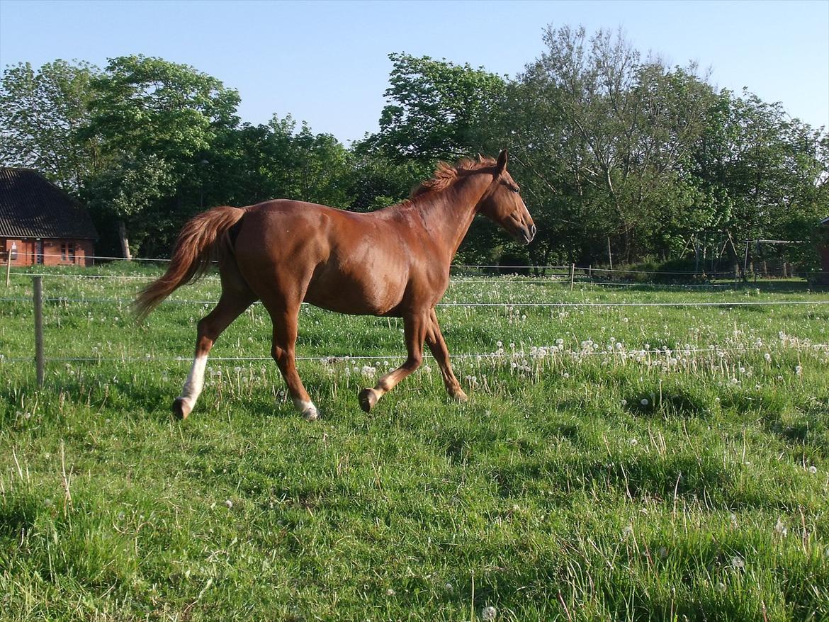 Oldenborg Bøgelys Dixi - Dixi løs på marken - sommer 2012 billede 5