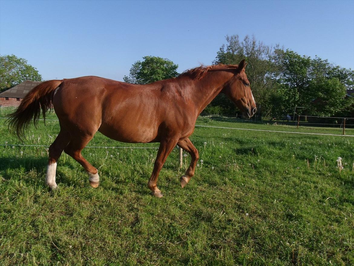 Oldenborg Bøgelys Dixi - FRI!<3 billede 1