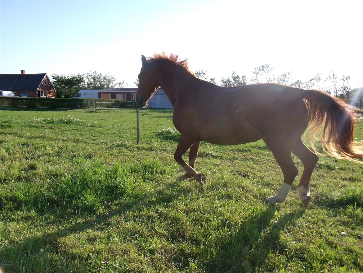 Oldenborg Bøgelys Dixi - Hey - se lige mig:-) billede 6