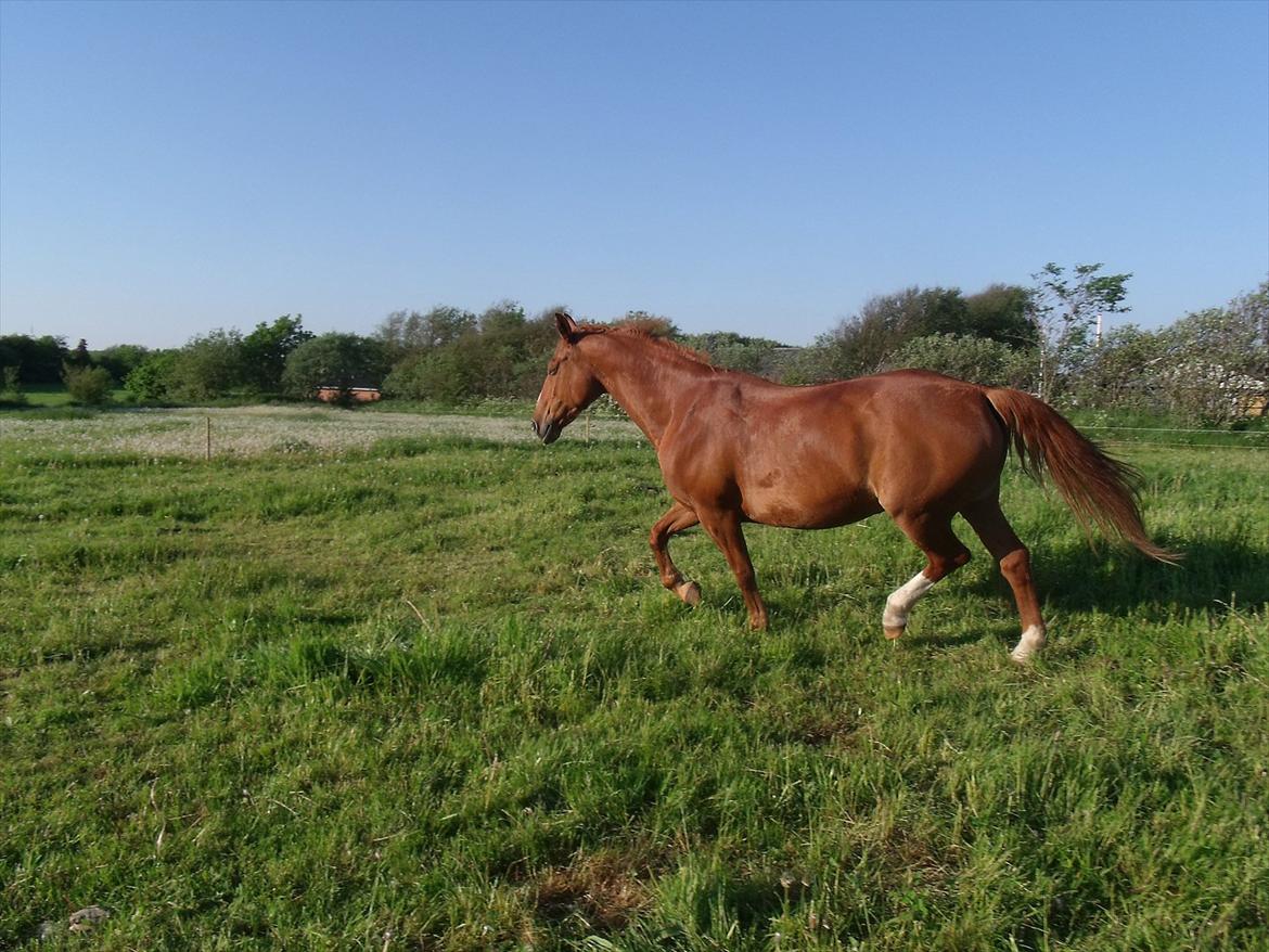 Oldenborg Bøgelys Dixi - Er jeg ikke bare go'? billede 7
