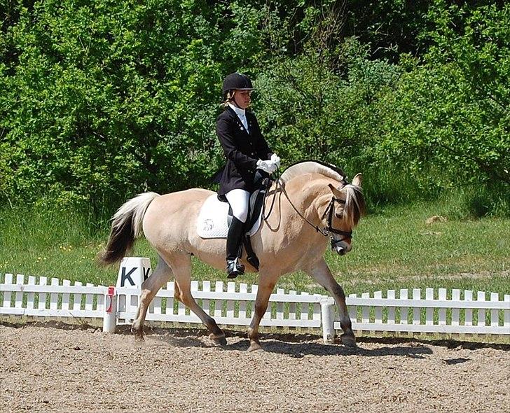 Fjordhest Cirkeline Møldrup billede 17