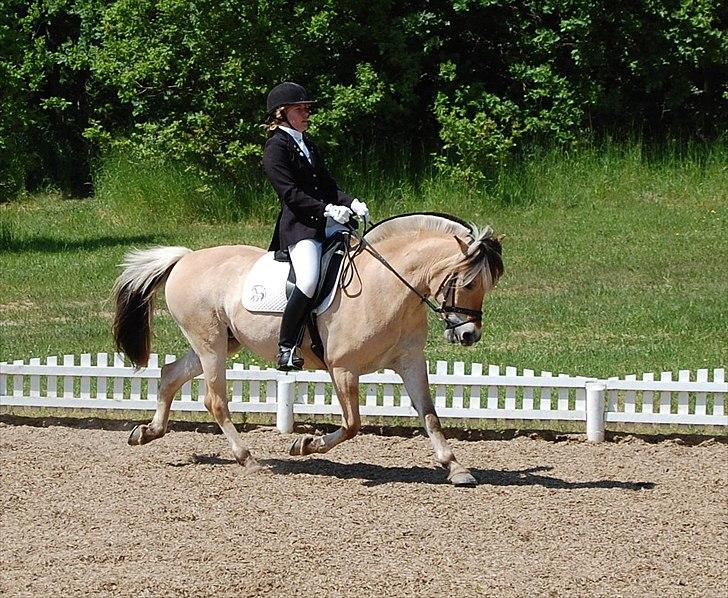 Fjordhest Cirkeline Møldrup billede 5