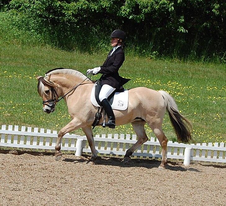 Fjordhest Cirkeline Møldrup - Cirke og jeg i en LA1 billede 1