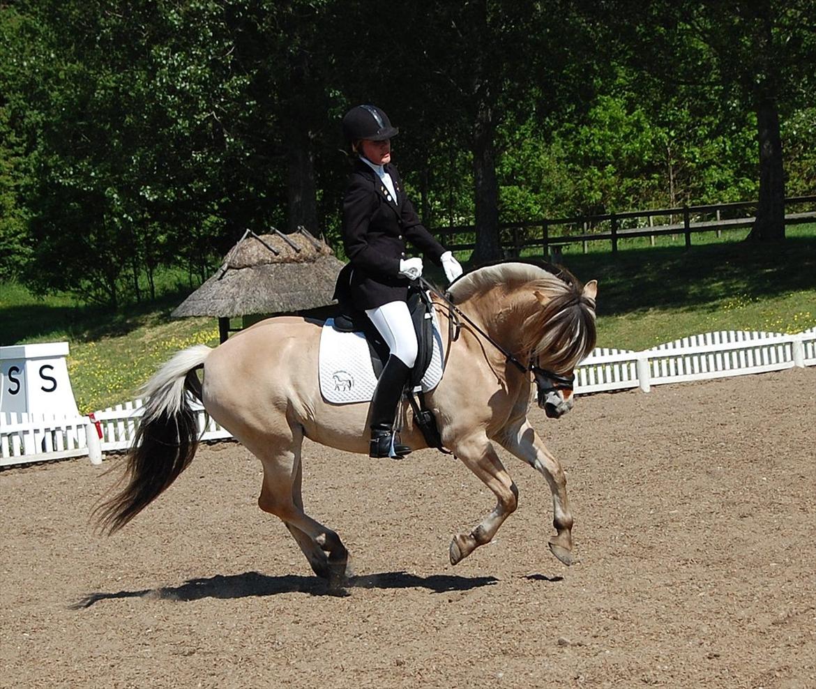 Fjordhest Cirkeline Møldrup billede 4
