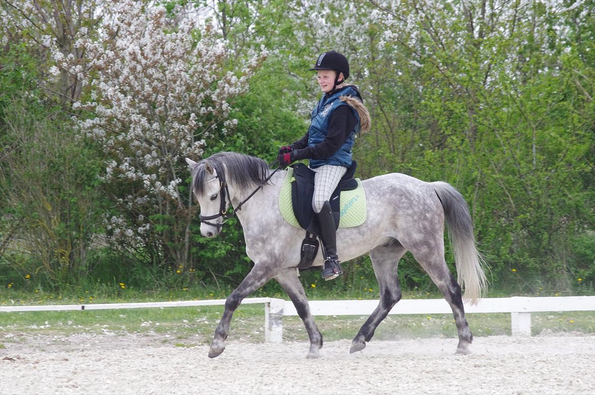 Welsh Pony (sec B) Lyngvejens Marcel  [A-pony] - En skøn træningsdag :) billede 5