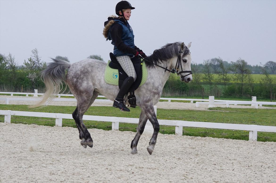 Welsh Pony (sec B) Lyngvejens Marcel  [A-pony] - Galop - galop - hop... Underlige pony ;) billede 13