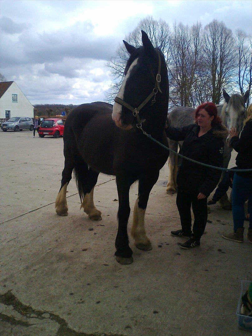 Shire Lille nørregård's sally (gamle part) billede 5