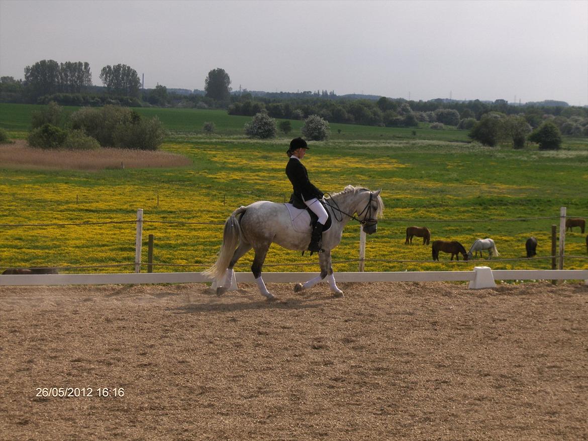 Anden særlig race Miss Perfect *solgt* - Dressur stævne i LØSR =) billede 10