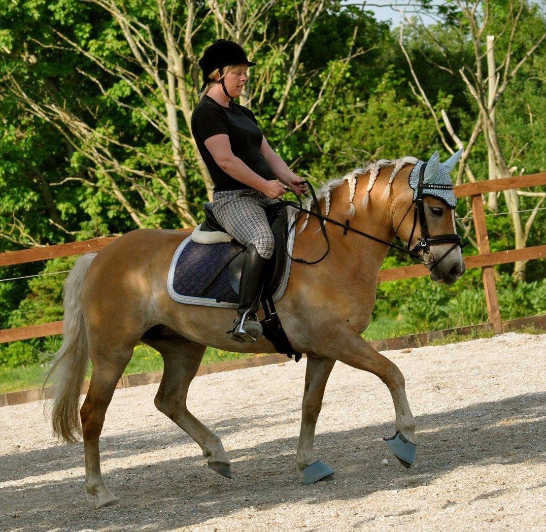 Haflinger My Fair Lady.SAVNET ;( - 27-5 .2012. fantastisk tur. 10 gang hun har rytter på billede 1