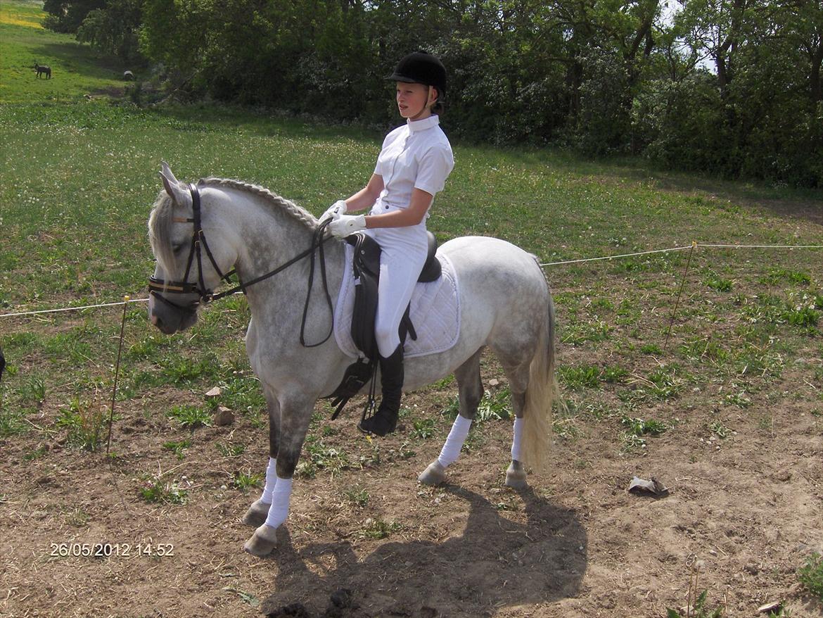 Anden særlig race Miss Perfect *solgt* - Venter på at ride ind på banen ;) billede 4