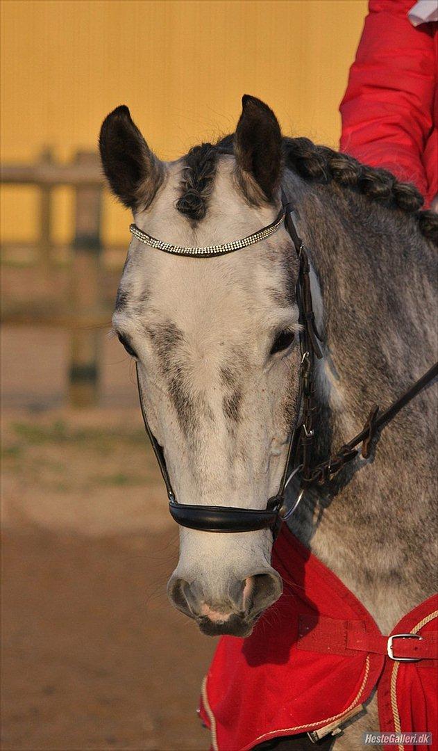Anden særlig race [ Maybeline ] :-* - Velkommen til smukke Maybe <3
Min lille stjerne *-:

Fotograf: Mie Busk Vedel billede 1