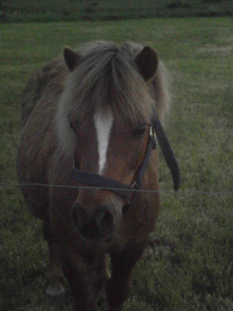 Shetlænder Tulle - Velkommen til Tulle's profil..!;D billede 1