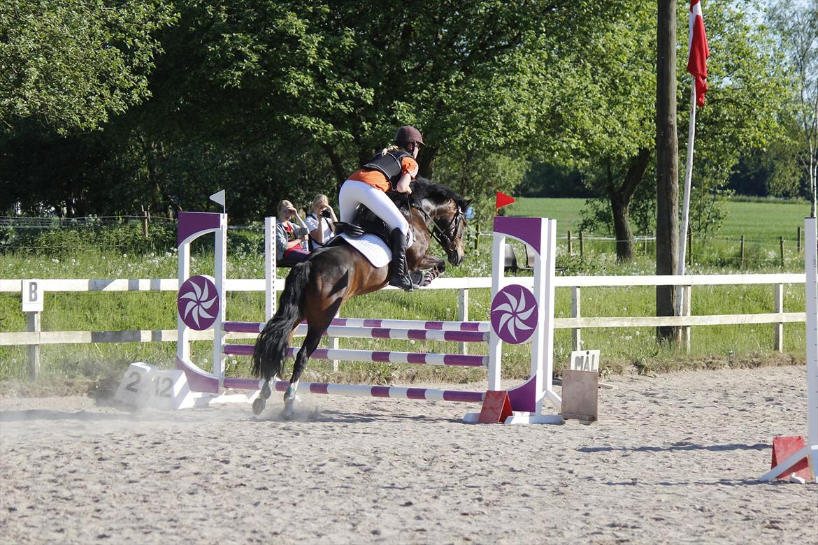 New Forest Feldholm's Penny - LB d. 27/5 <3 billede 5