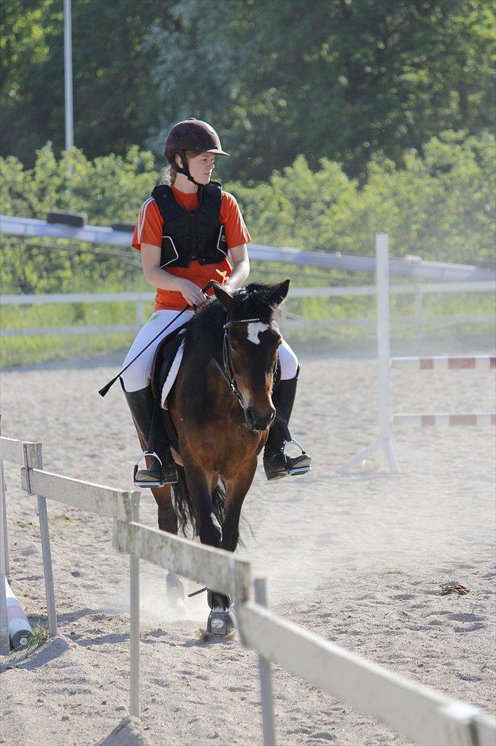 New Forest Feldholm's Penny - Vi to.. Vi kan alt <3 billede 14