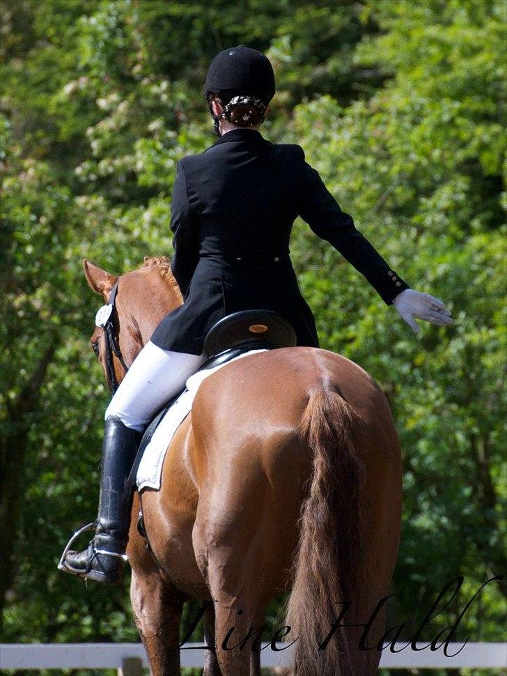 Dansk Varmblod Hjælmsbjergs Pocharma - Taget af: Line Hald
Morsø 2012 billede 9