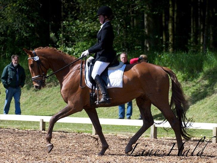 Dansk Varmblod Hjælmsbjergs Pocharma - Taget af: Line Hald billede 10