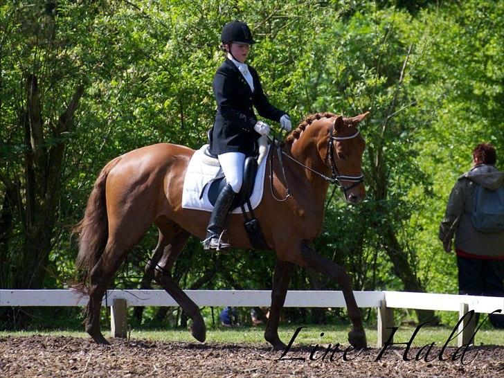 Dansk Varmblod Hjælmsbjergs Pocharma - Taget af: Line Hald billede 11