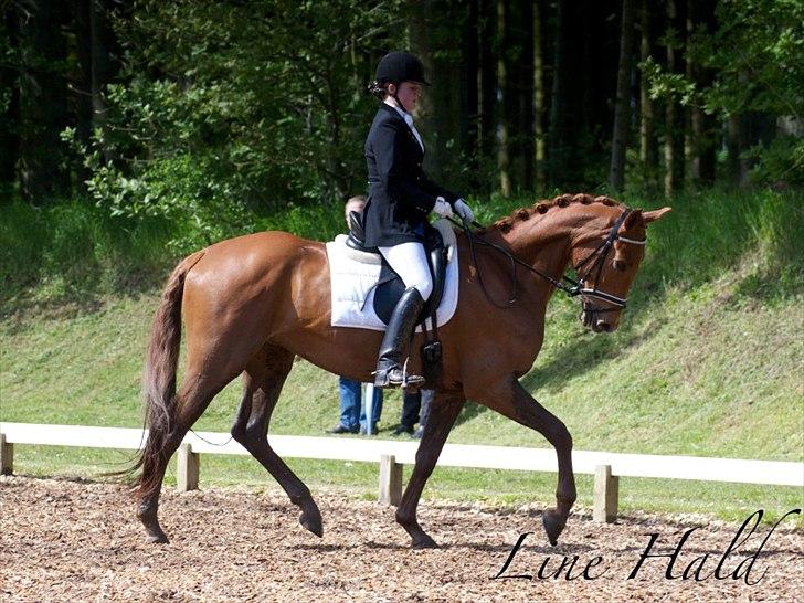 Dansk Varmblod Hjælmsbjergs Pocharma - Taget af: Line Hald billede 12