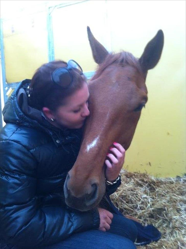 Dansk Varmblod Hjælmsbjergs Pocharma - Træt babyhest efter 5 dage på morsø!  billede 13