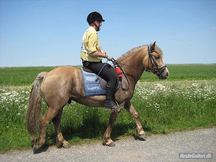 Anden særlig race RAS "Flotte fyr" - Ude på ruten til  Ras første distance stævne billede 5
