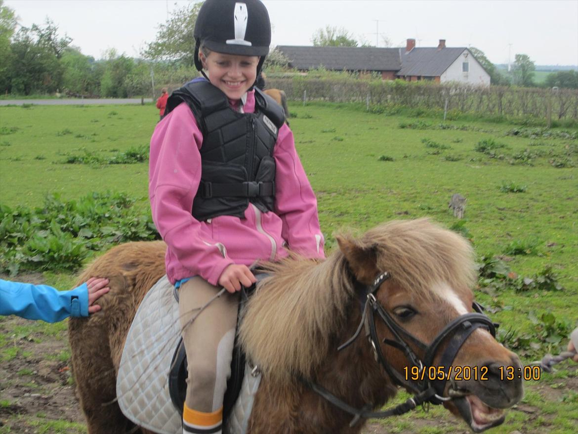 Shetlænder Tulle - Tulle og min søster da vi prøvet hinde billede 2