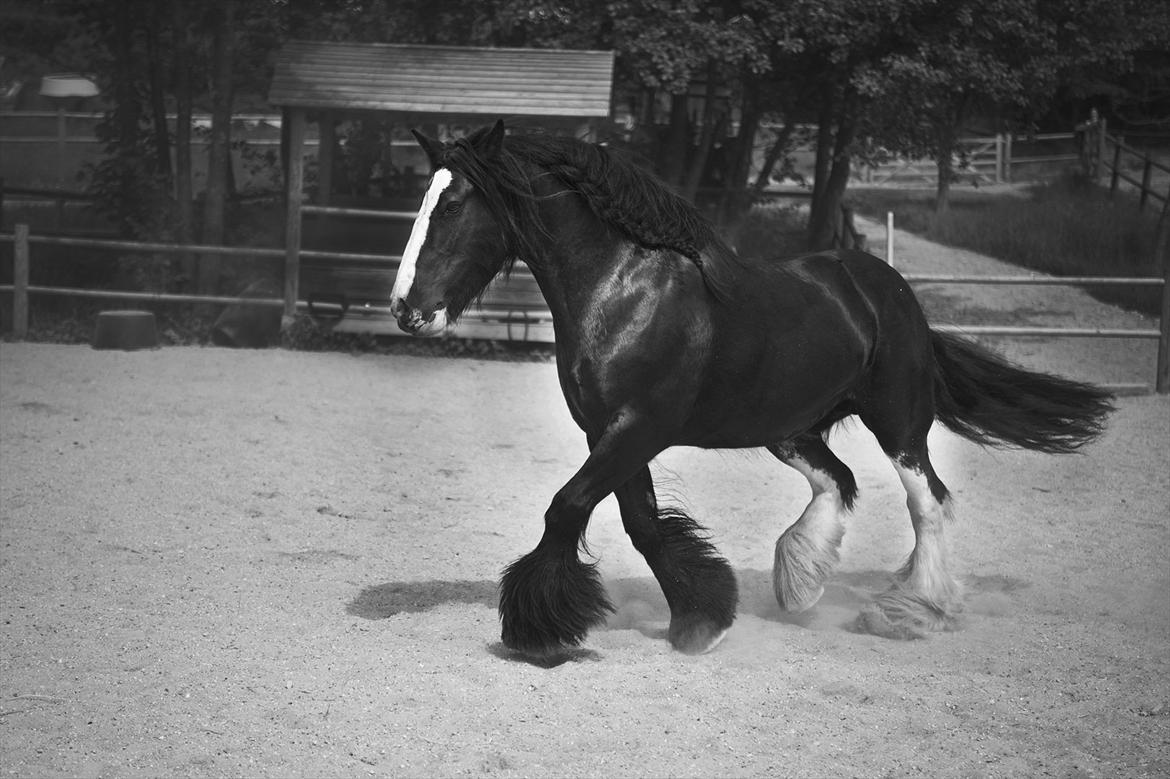 Irish Cob Lady Giga Of Ireland billede 33