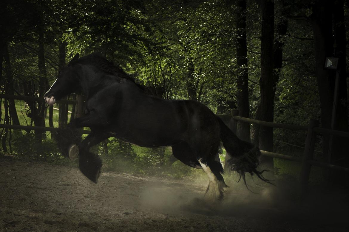 Irish Cob Lady Giga Of Ireland - Tak til Anina Hjort for de helt amazing billeder hun har taget af Giga! billede 35