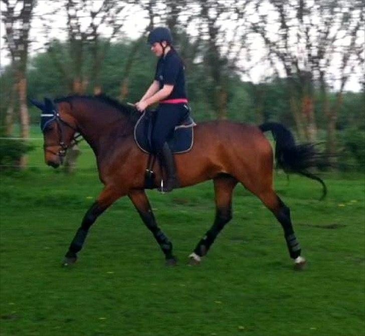 Dansk Varmblod Ann-Star billede 19