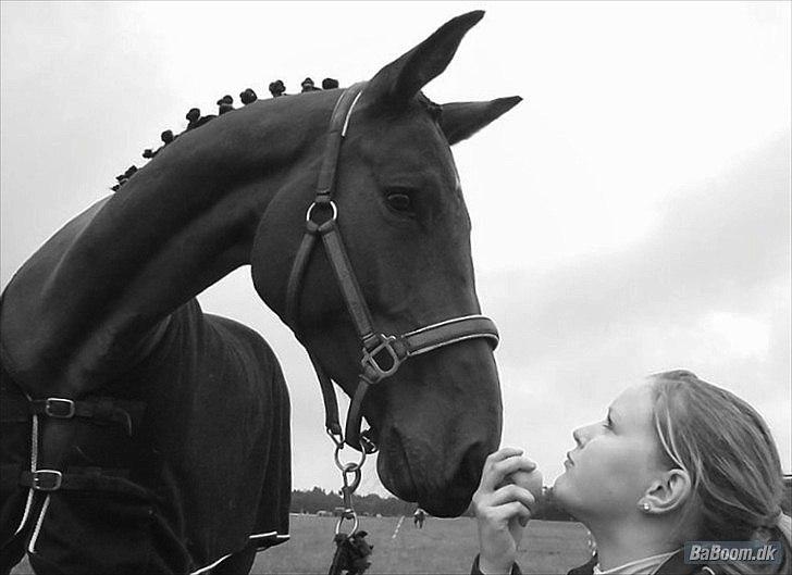 Dansk Varmblod Ann-Star billede 20