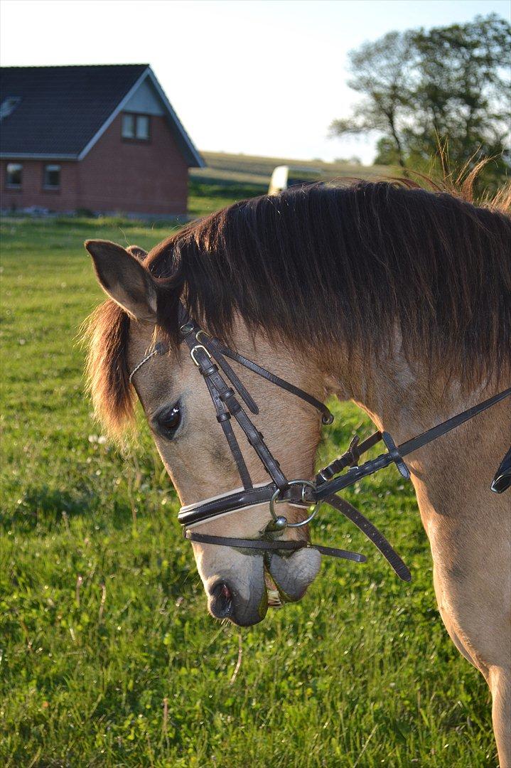 Anden særlig race Bonnie billede 1