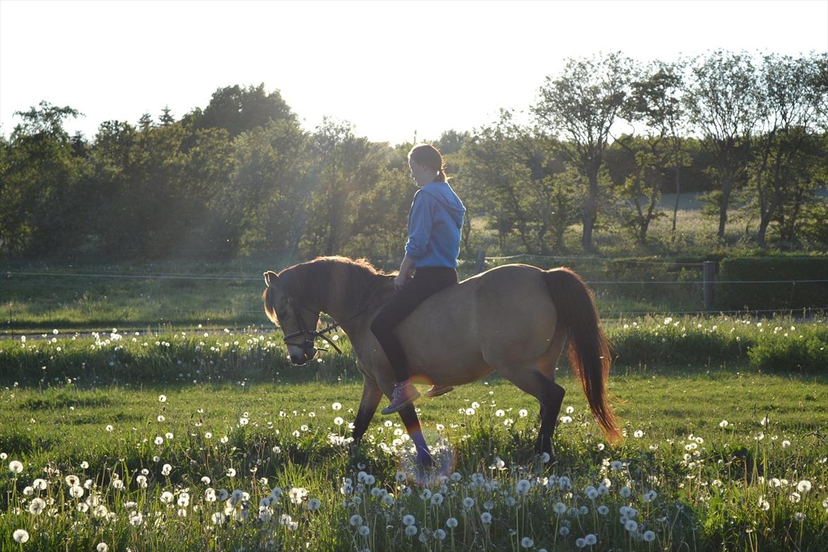 Anden særlig race Bonnie billede 2