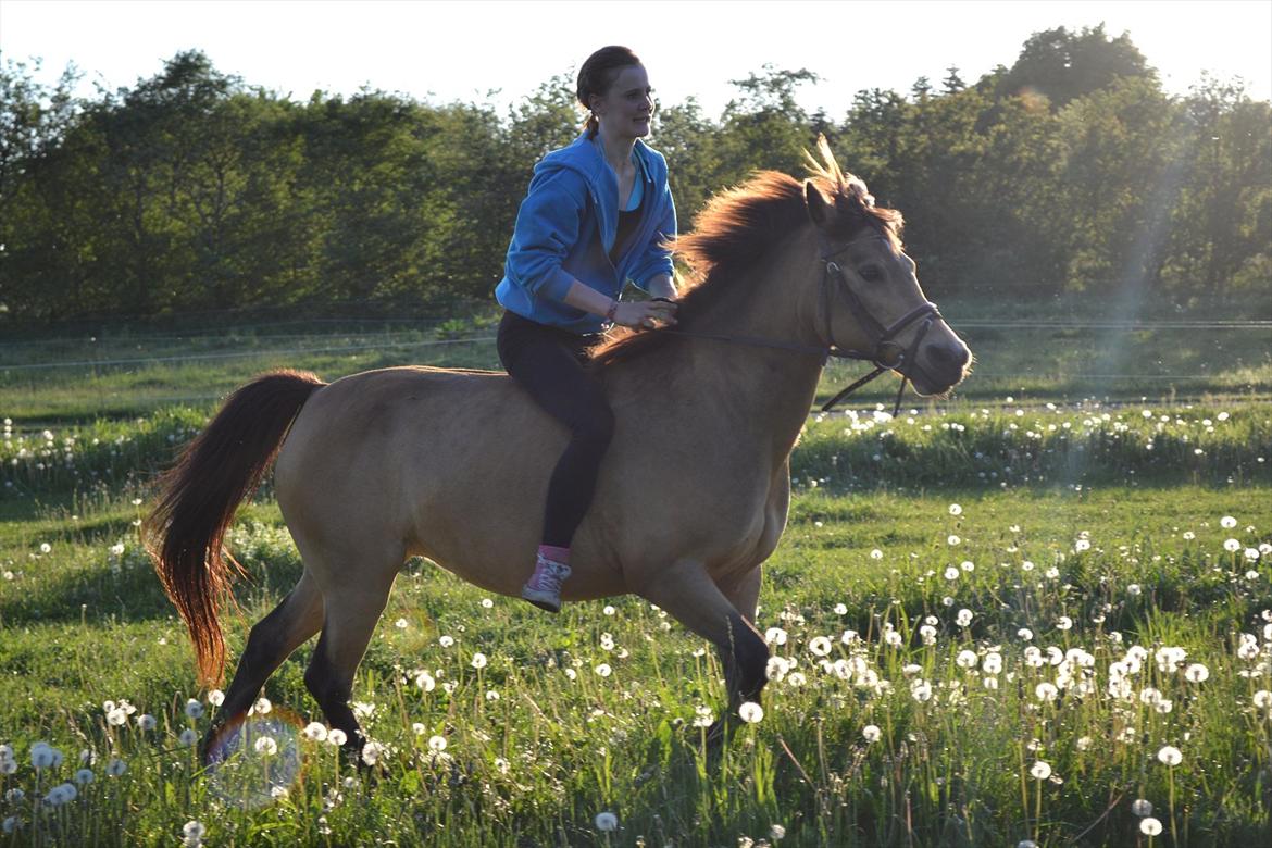 Anden særlig race Bonnie billede 3