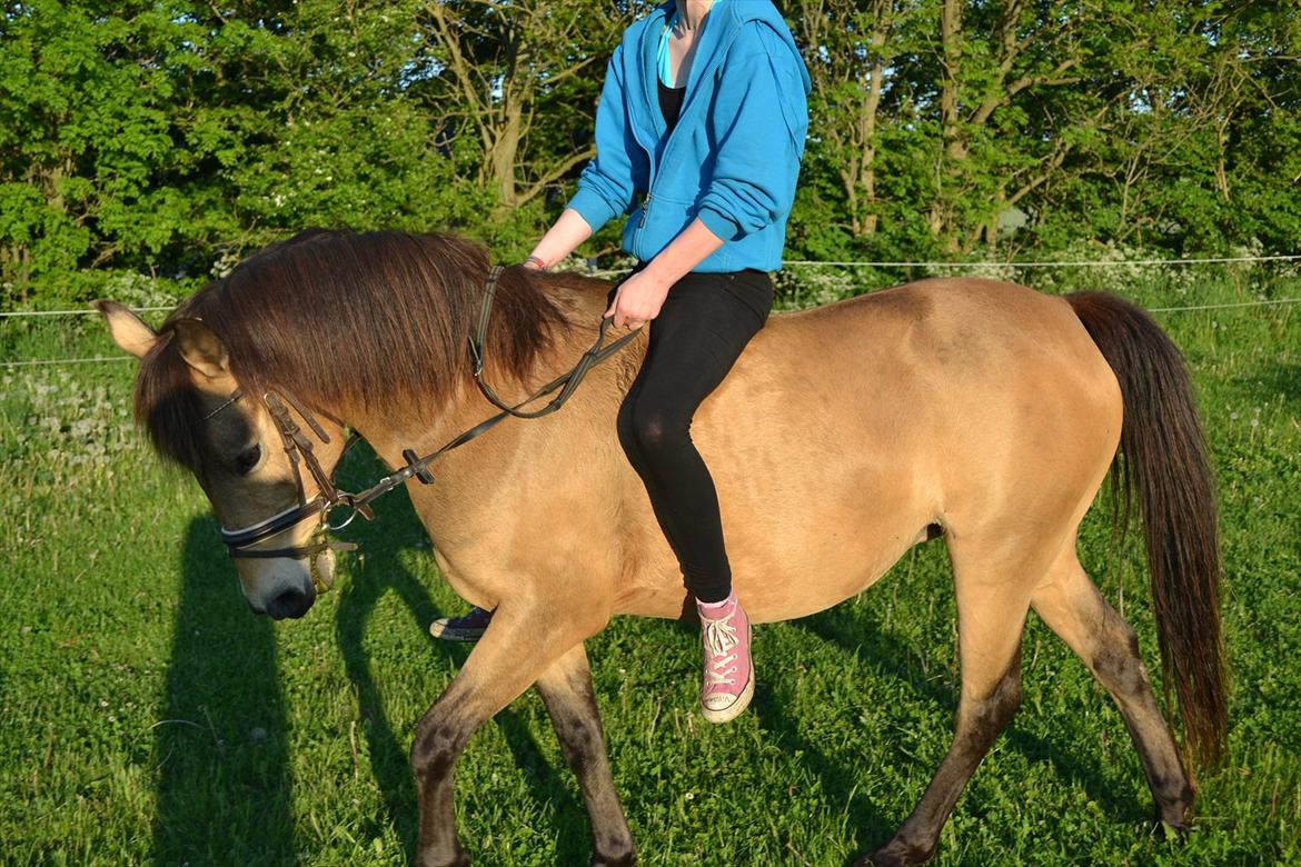 Anden særlig race Bonnie billede 4
