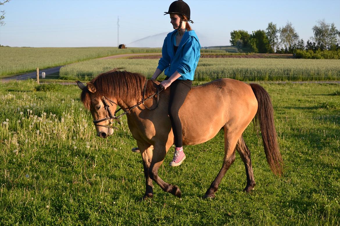 Anden særlig race Bonnie billede 5