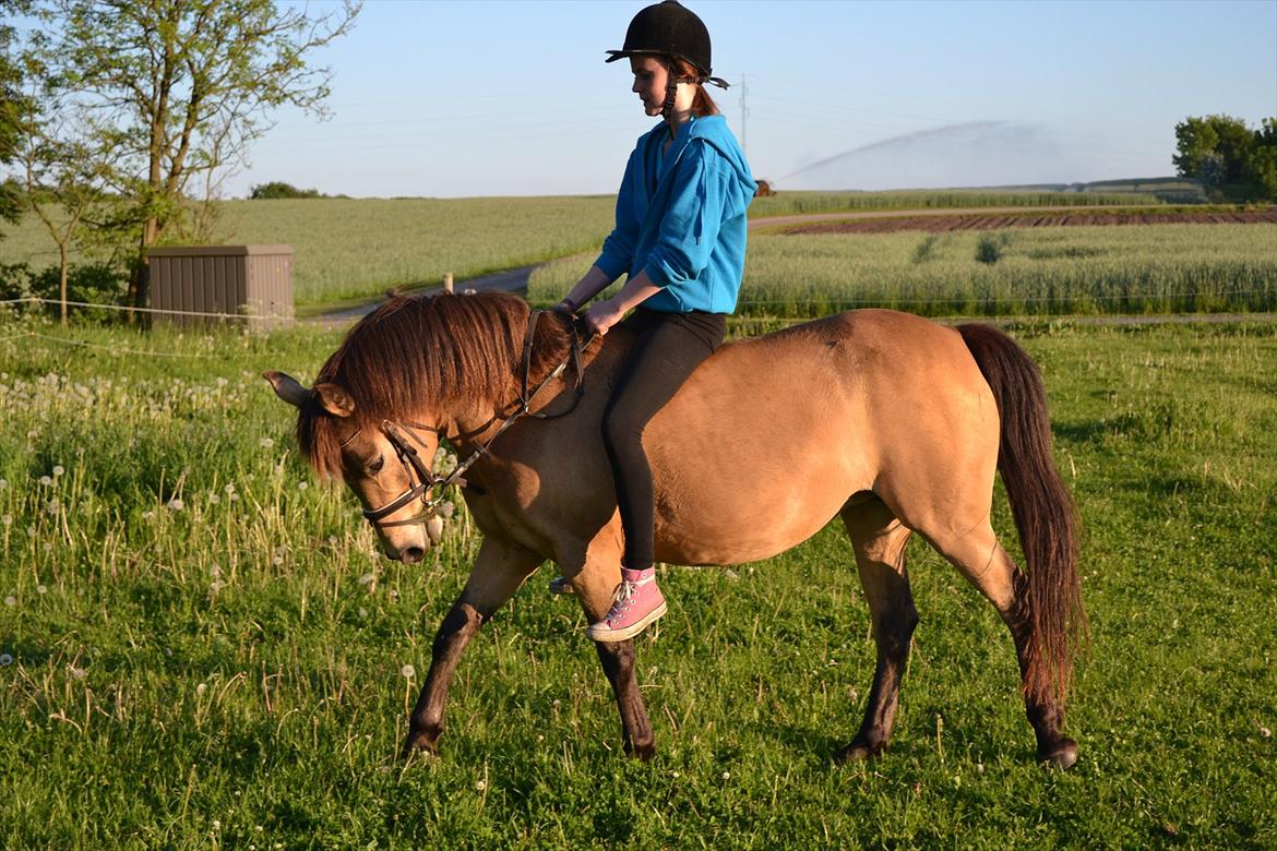 Anden særlig race Bonnie billede 6