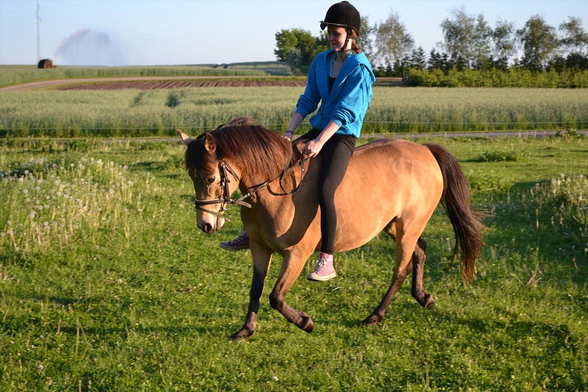 Anden særlig race Bonnie billede 7