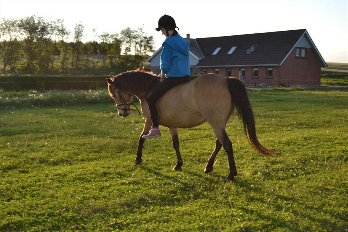 Anden særlig race Bonnie billede 8