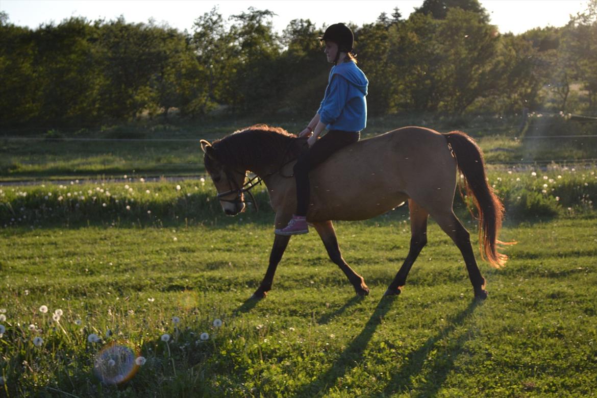 Anden særlig race Bonnie billede 9